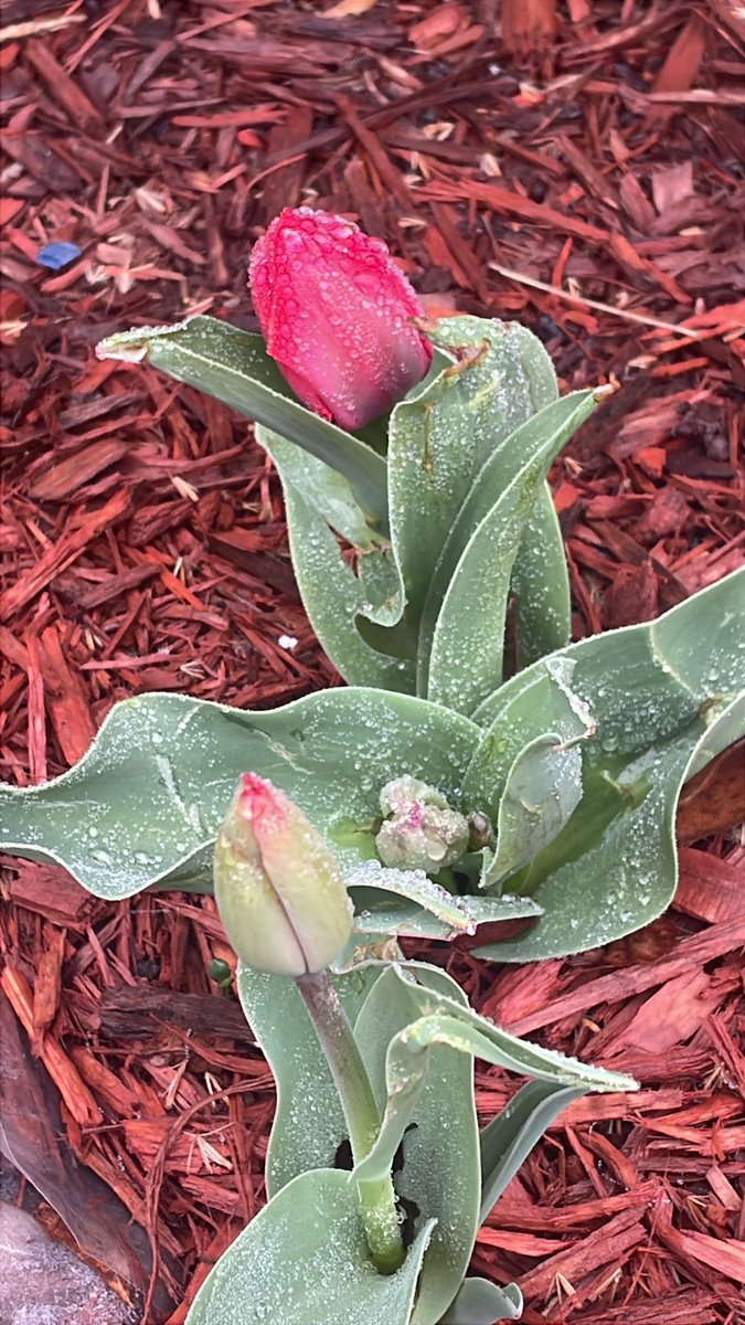 PLDSeccionalBronxNY FJG tweet media