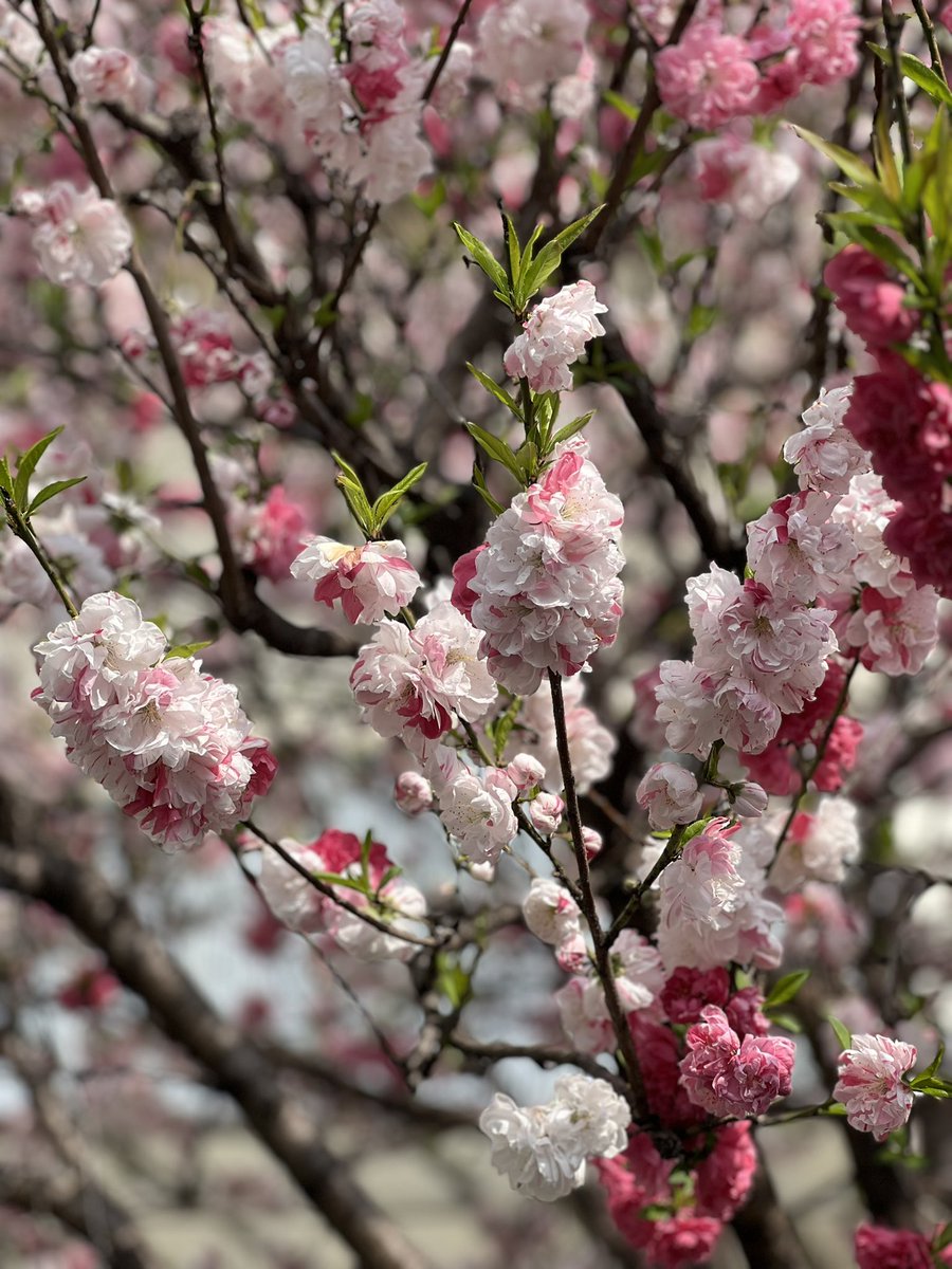 ゆき🪽 tweet media