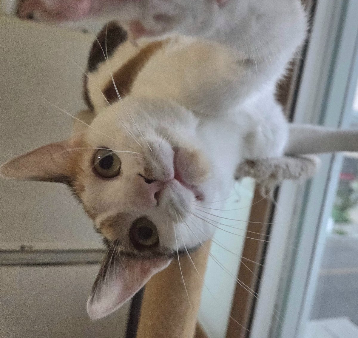 지하대령@트친소 하고있어요 tweet media