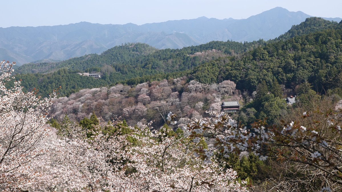 ミヤツカサケイ tweet media