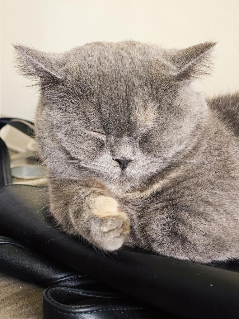 西部菱斑响尾蛇