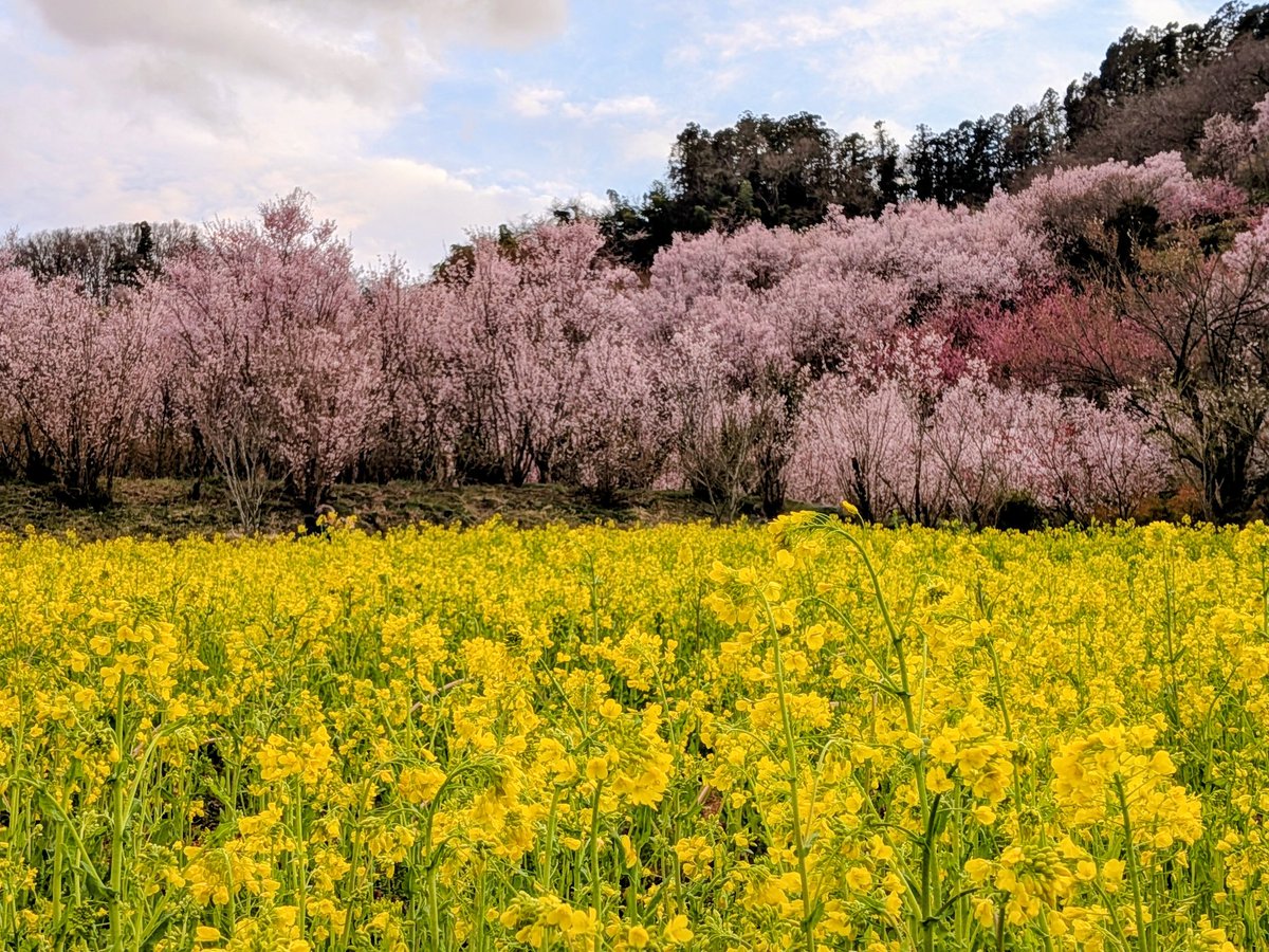 天ぷらまんじゅう tweet media