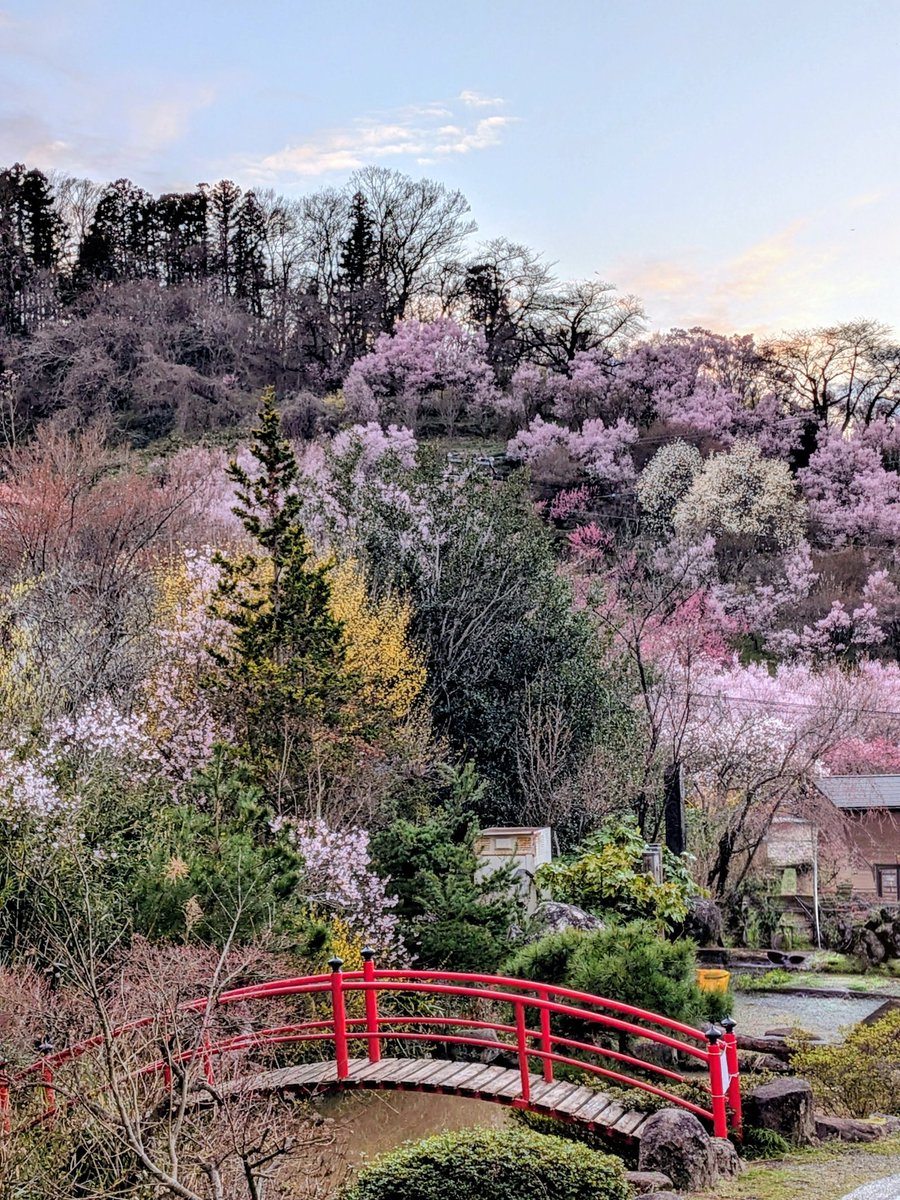 天ぷらまんじゅう tweet media