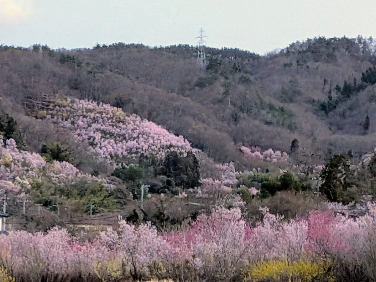 天ぷらまんじゅう tweet media