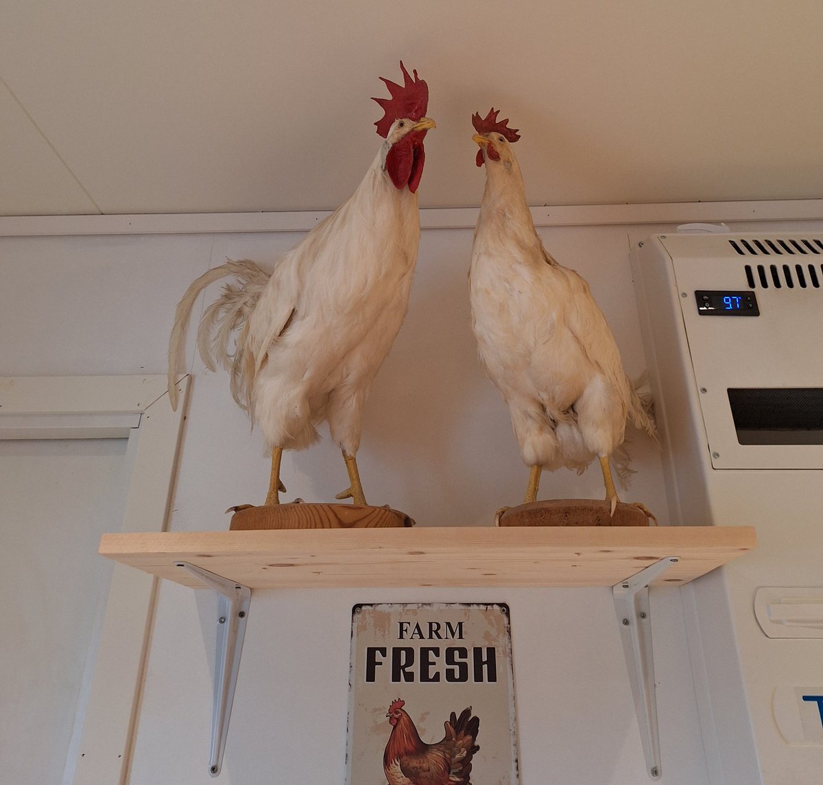 HegeKHult tweet media