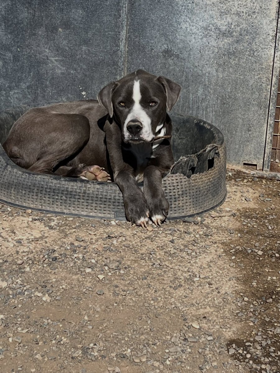 rescuedoggypaws's tweet image. URGENT ADOPTIONS NEEDED!
Rescue closure end of April
Bruno is a handsome staffy mix. He is a very affectionate boy and loves attention and cuddles from the volunteers Not child or cat tested
patsrescue.com/dogs/bruno/
#Alora #Marbella #Estepona #Mijas #Barcelona #Essex #Kent #Sussex