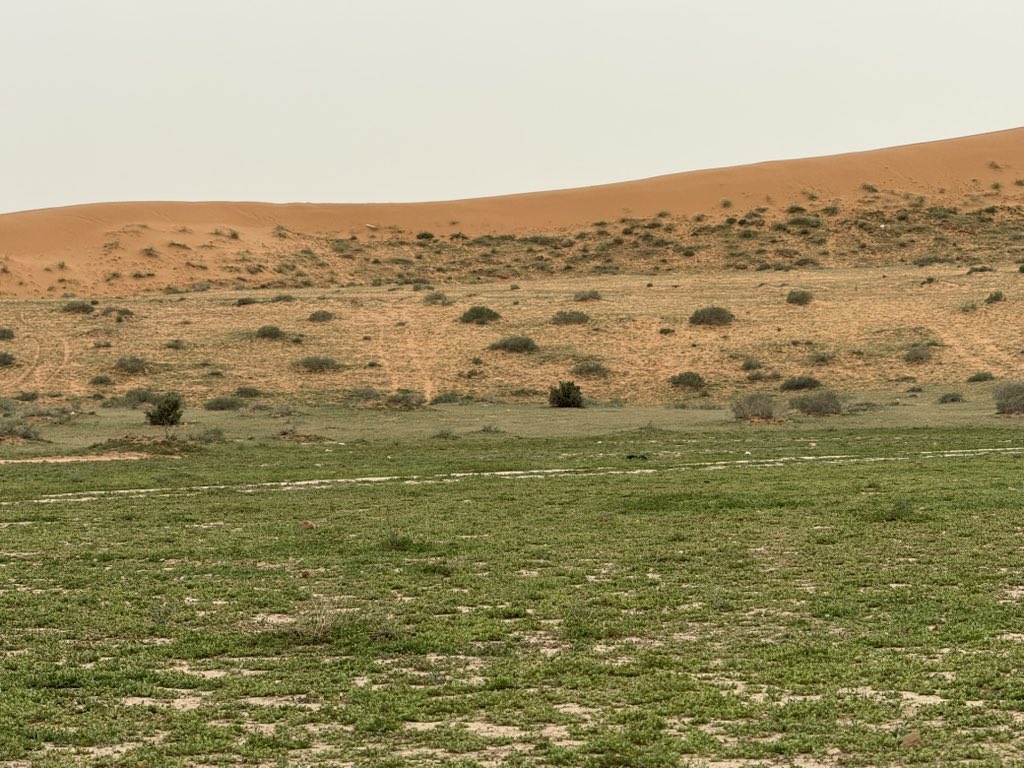 المكشاتي tweet media
