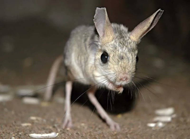 DiscussingPM's tweet photo. Esther has revealed his favorite animal to be a jerboa. https://t.co/WdhJcoTQh8