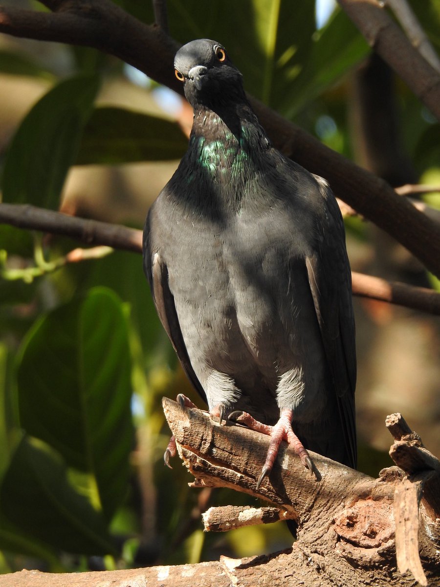 SlickClicks tweet media