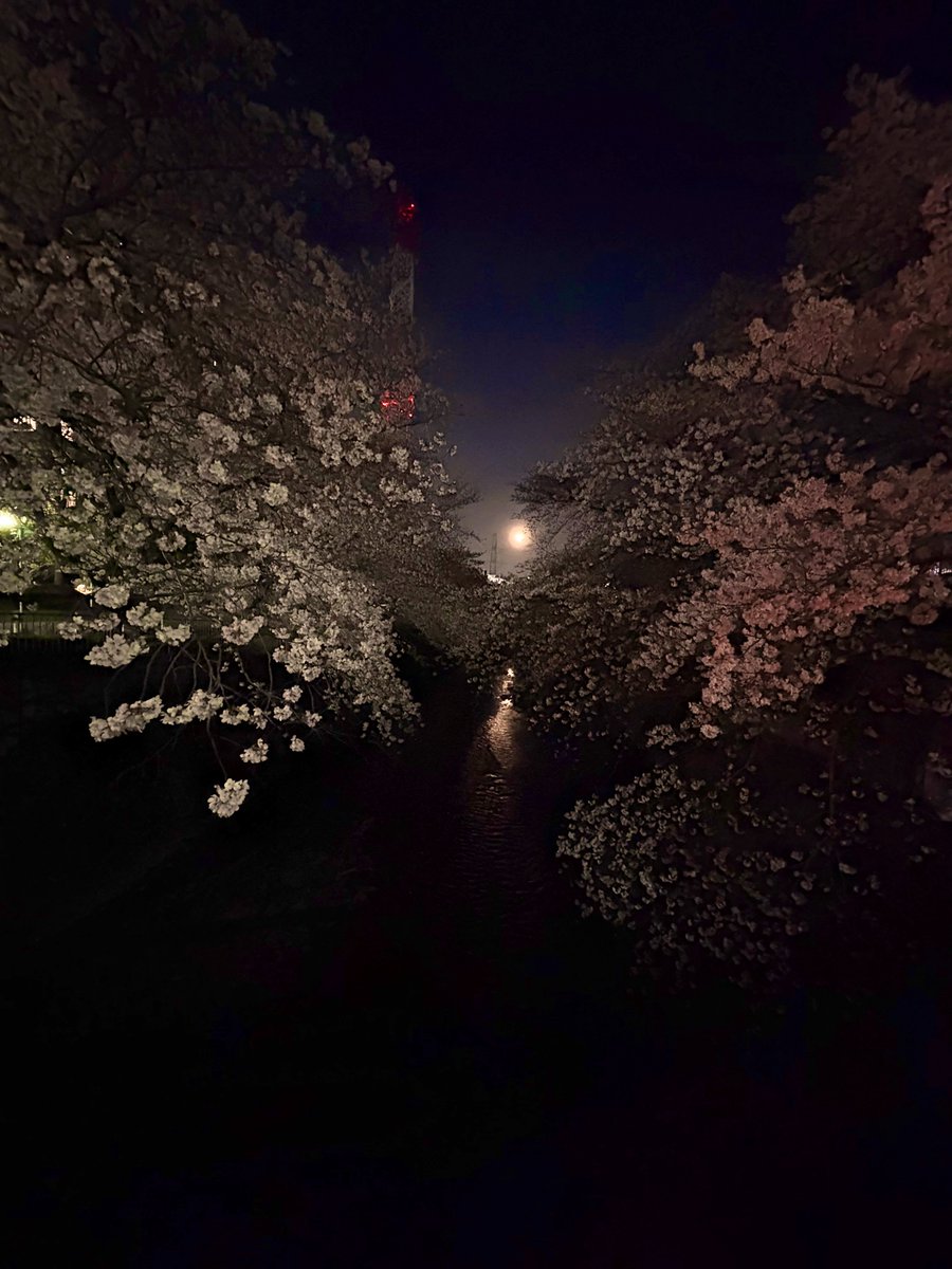monimoni_CODM's tweet photo. 今年も綺麗な夜桜を拝めました🌸🙏🏻
満月のおまけ付き🌕
川には満月の光の道も🤩
仕事に追われ、時間に追われる日々にも
ひと時の癒しです事🤣 https://t.co/nBv84ZZAQe