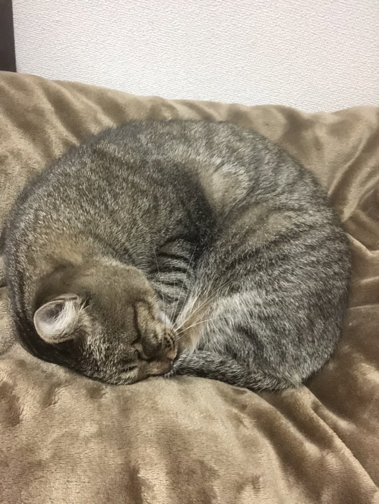 だーま🌠減量期 tweet media