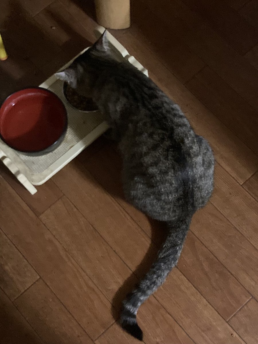 だーま🌠減量期 tweet media