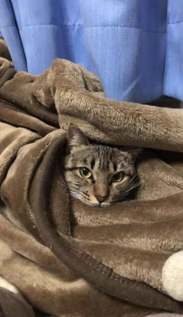 だーま🌠減量期 tweet media