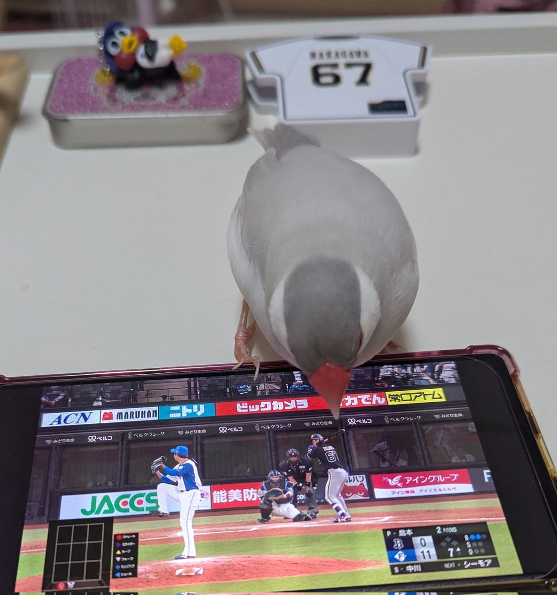 【無敵のイケメン文鳥】ブーケ🪽🌹 tweet media