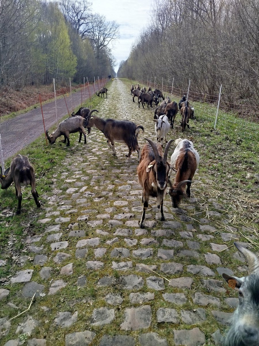 Gouvenou tweet media