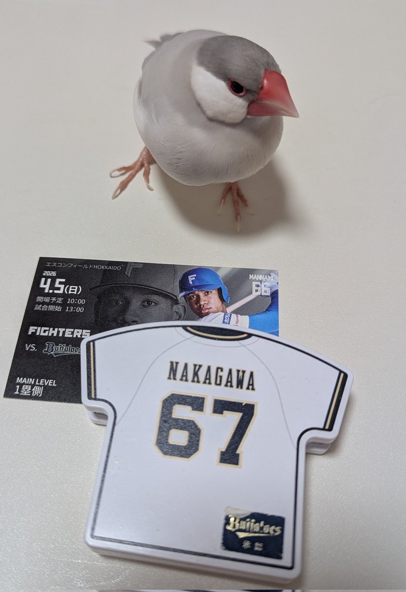 【無敵のイケメン文鳥】ブーケ🪽🌹 tweet media