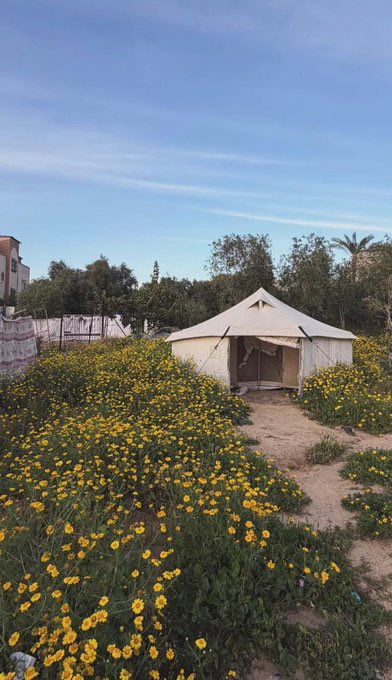 Dr. Alaa in Gaza 🇵🇸 tweet media