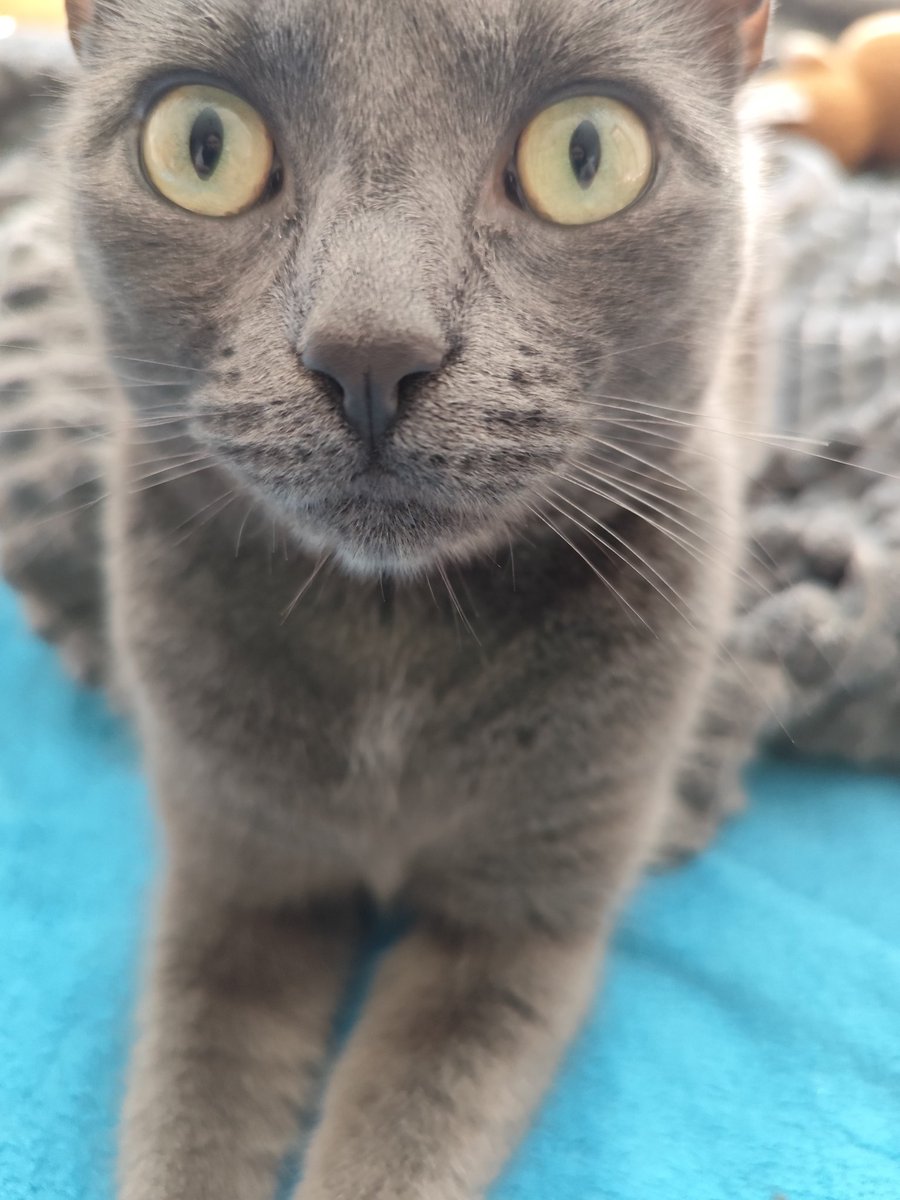 krapina number two tweet media