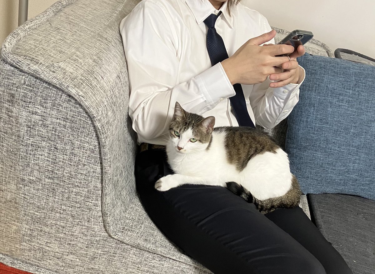 めかぶ⚡️ tweet media