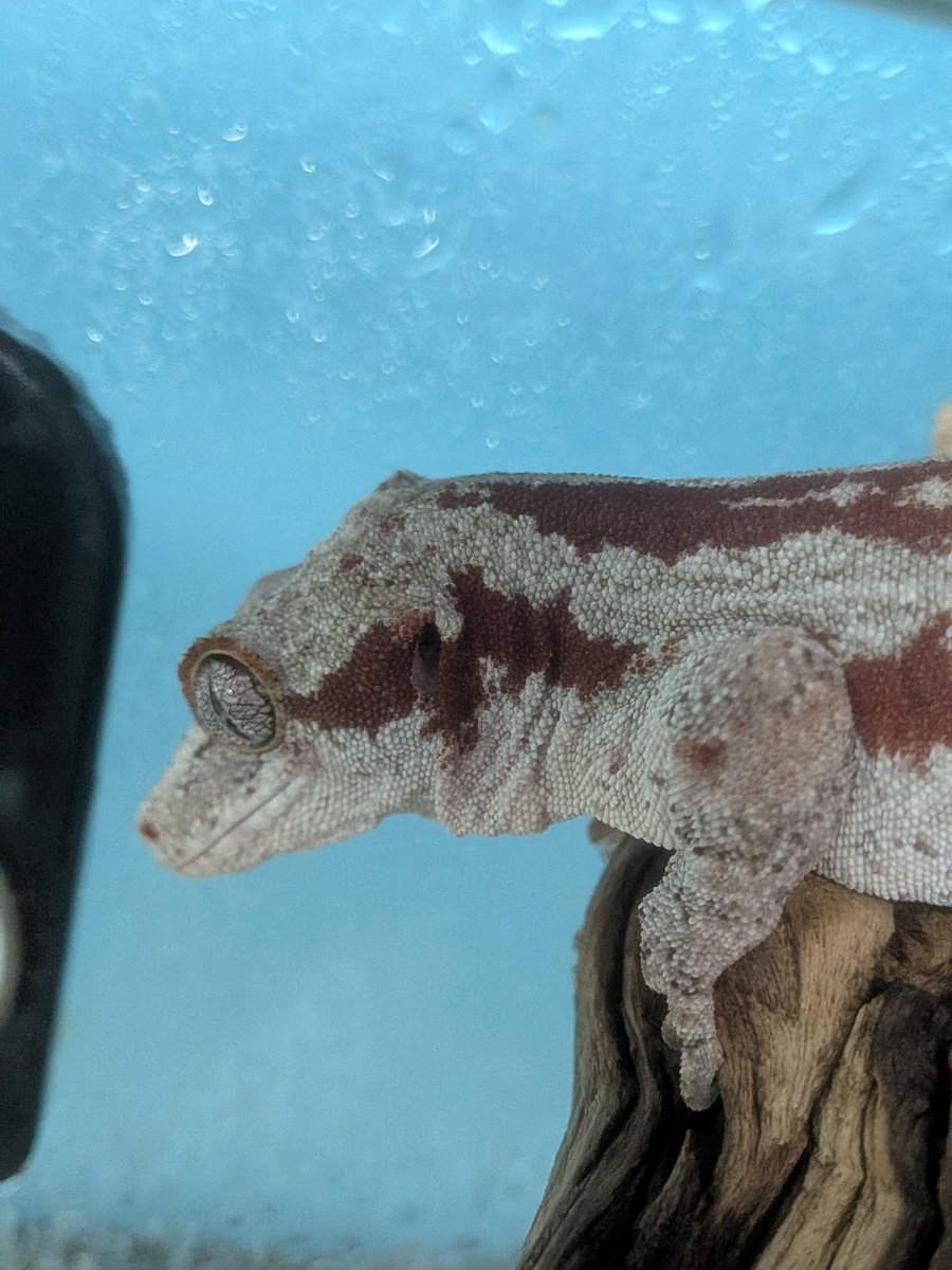 GAW（レニー） tweet media