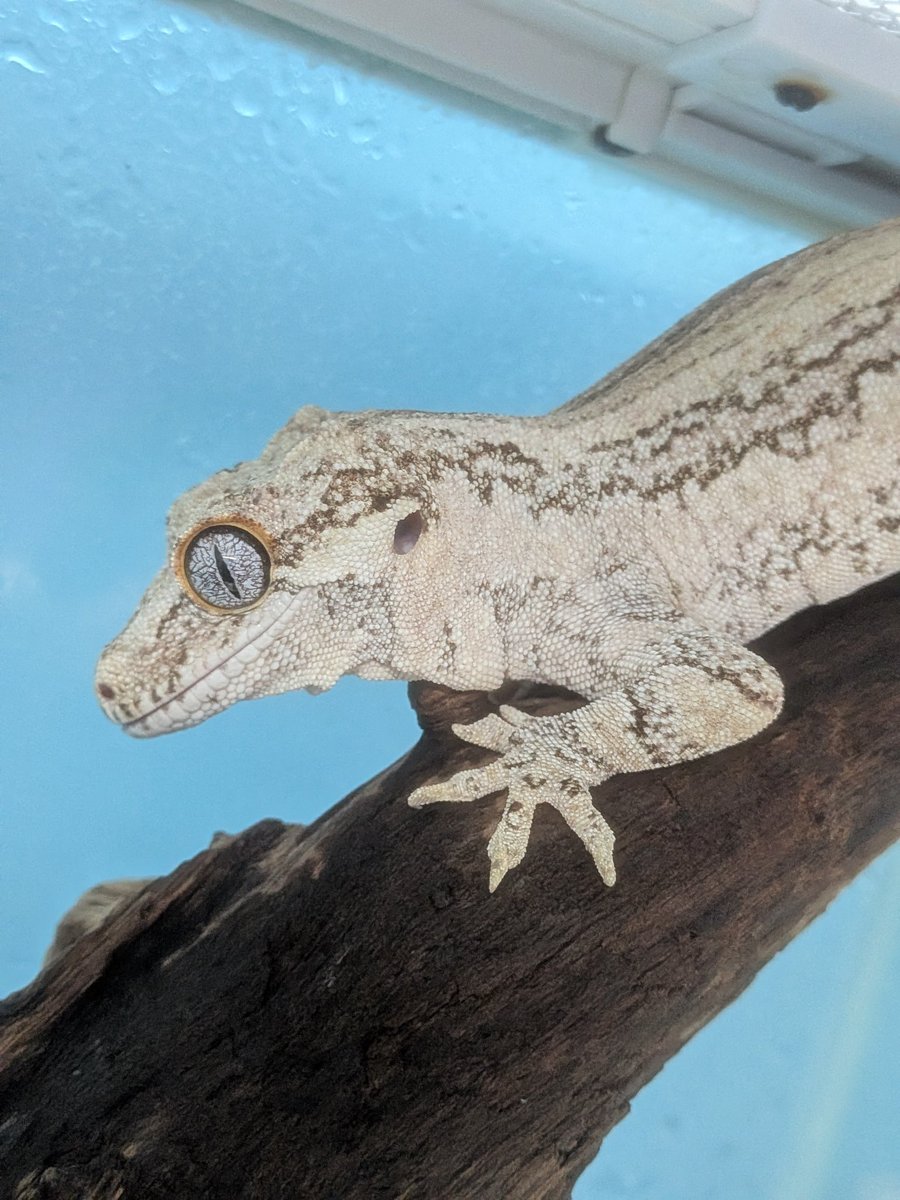 GAW（レニー） tweet media