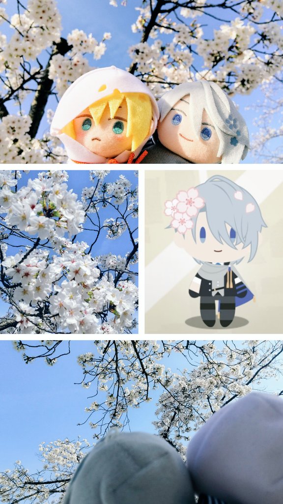 ぴっぴ tweet media