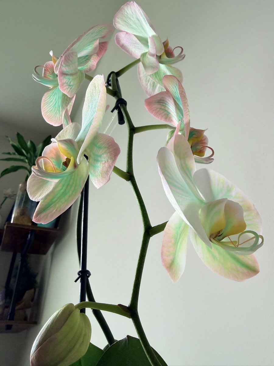 StAri ✨ ◀︎ ̥𐄀৩̫𐄀 ̥▶︎ tweet media