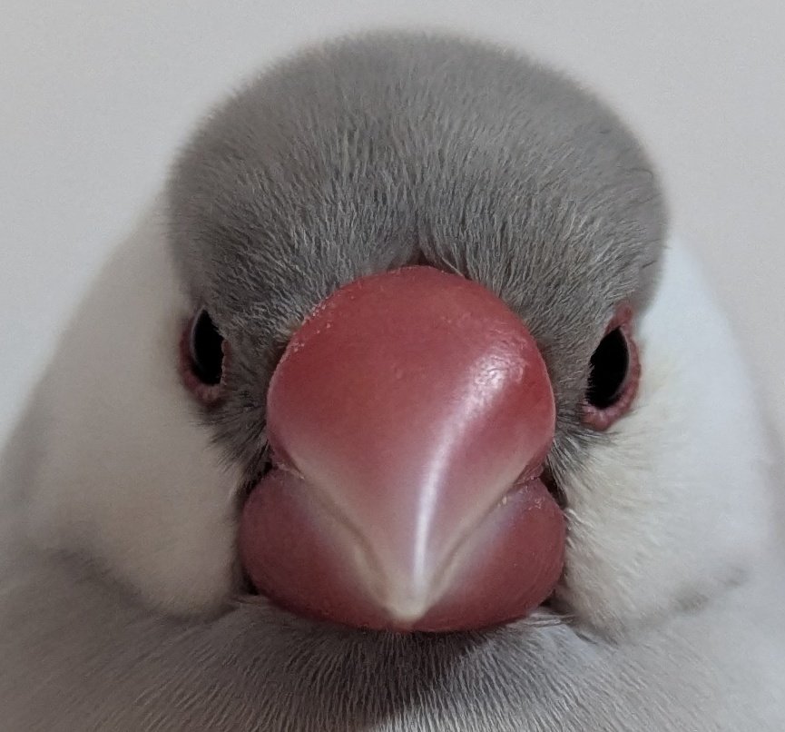 【無敵のイケメン文鳥】ブーケ🪽🌹 tweet media