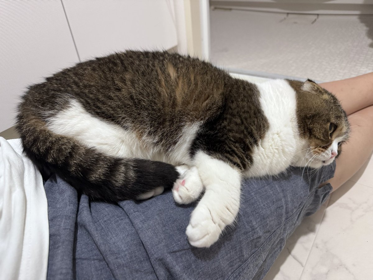 ネコおじ😼 tweet media