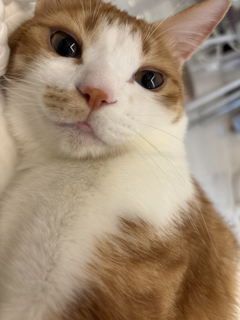 담이냥이 tweet media