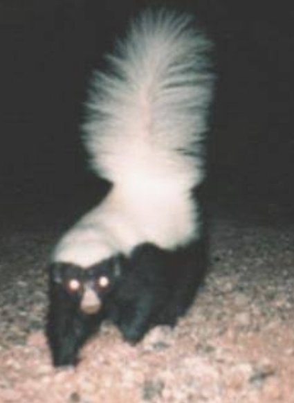 ש.ברדלס tweet media