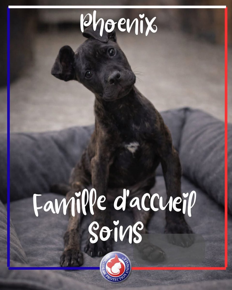 Brigade de Protection Animale – BPA tweet media