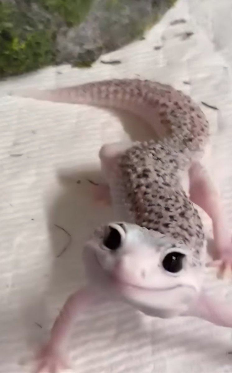 ♛الناقد♛ tweet media