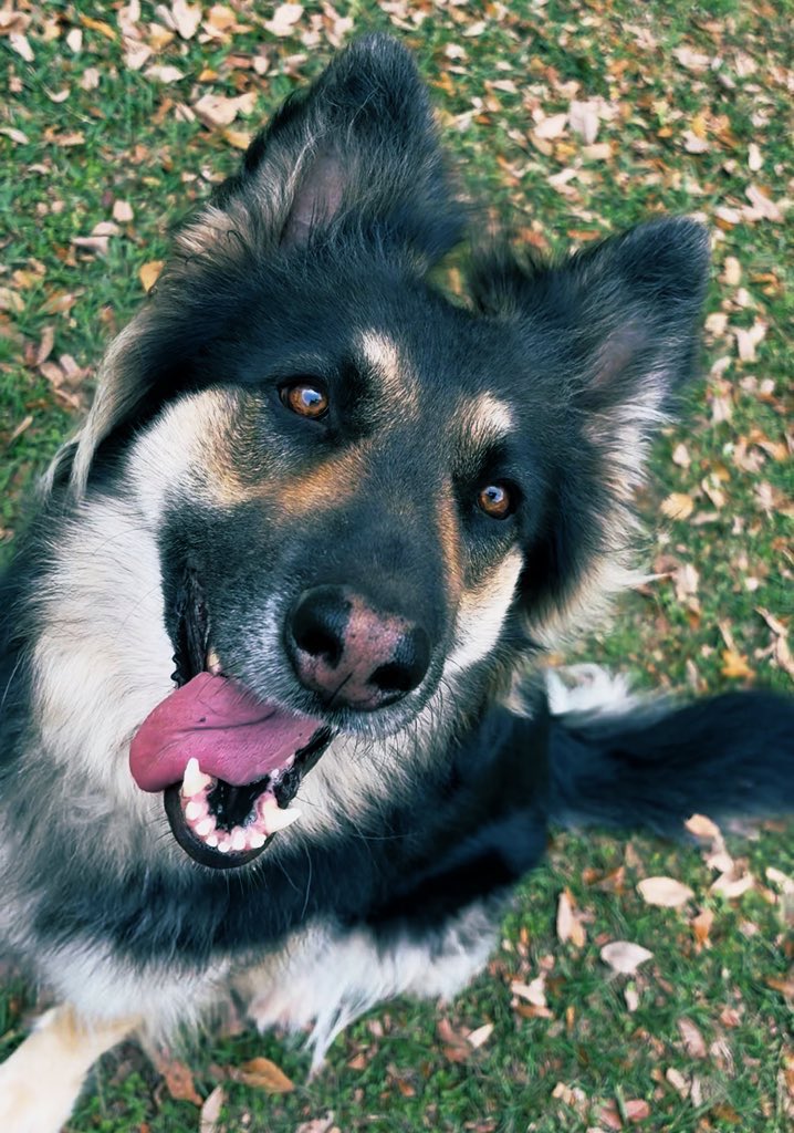 🦈🎀ᎠᎹ 💕🦭 Ama Saverem🗡️ 【inDEEZ】 tweet media