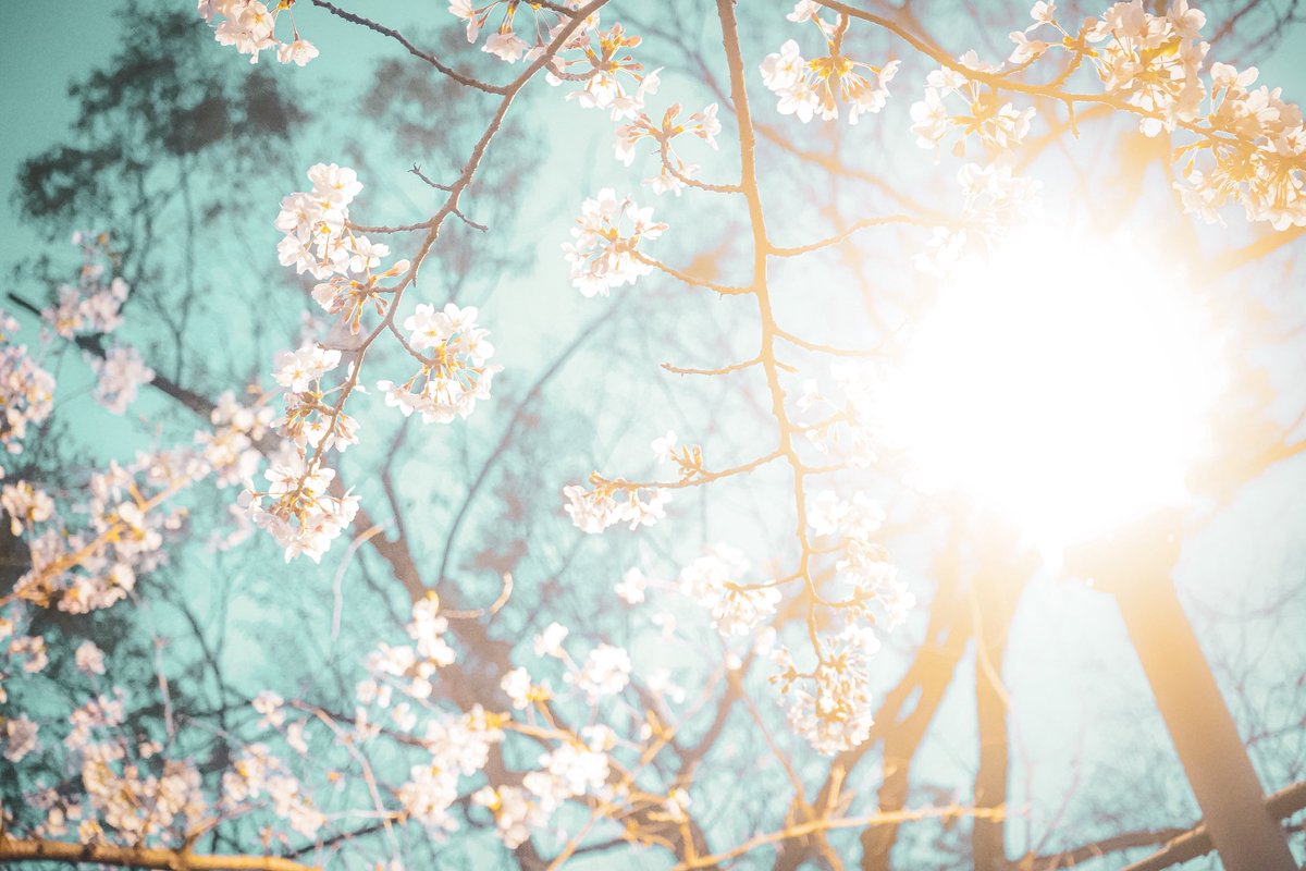 studio__dohika's tweet photo. 大阪城・難波宮跡
今日の桜はこんな感じでした🌸

お花見をしてる人がたくさん。 https://t.co/WUYwZ328Hi