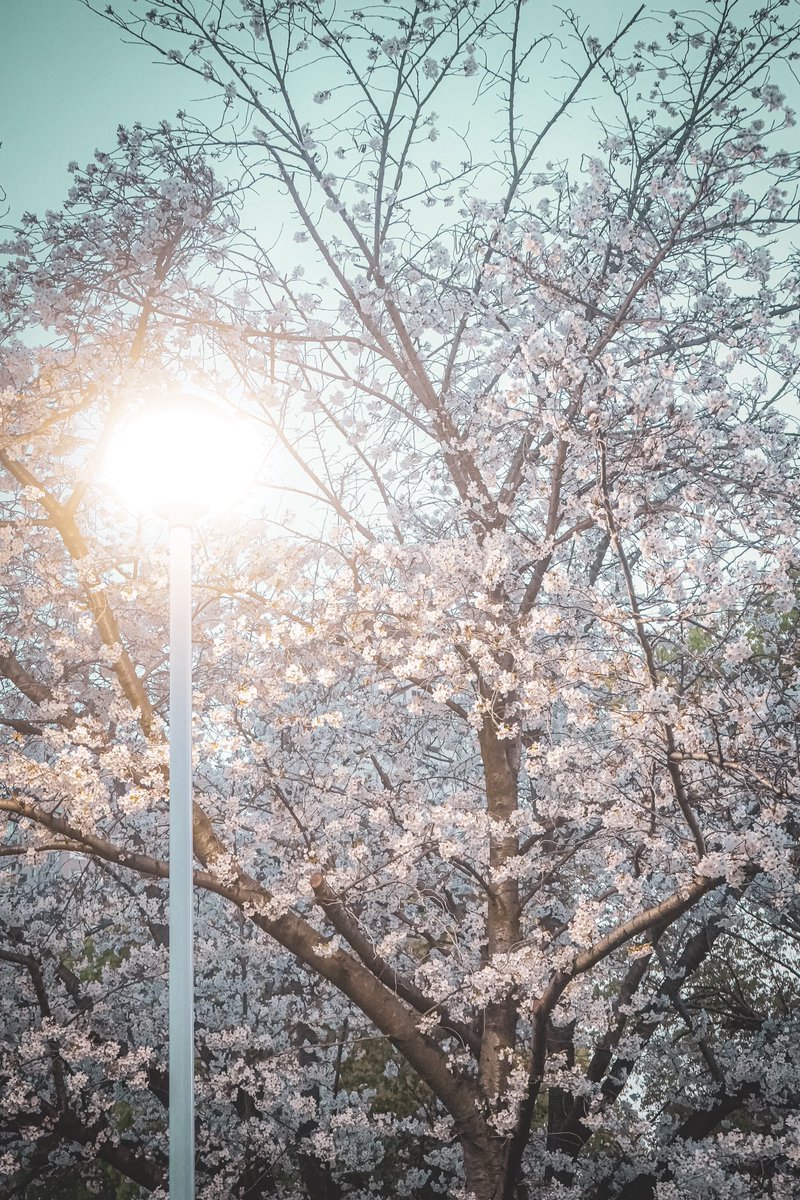 studio__dohika's tweet photo. 大阪城・難波宮跡
今日の桜はこんな感じでした🌸

お花見をしてる人がたくさん。 https://t.co/WUYwZ328Hi