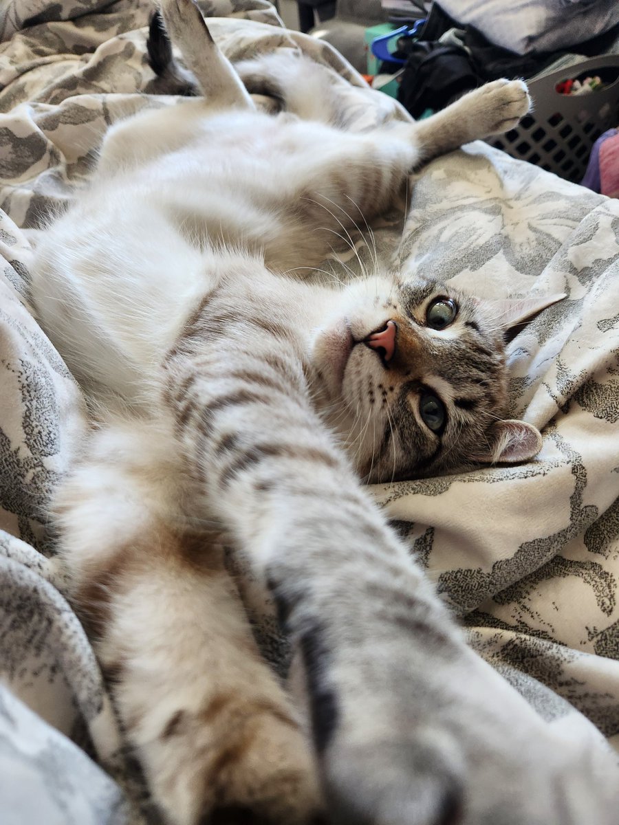 lentil & bowser 🩶 walter & bonkers 🌈 tweet media