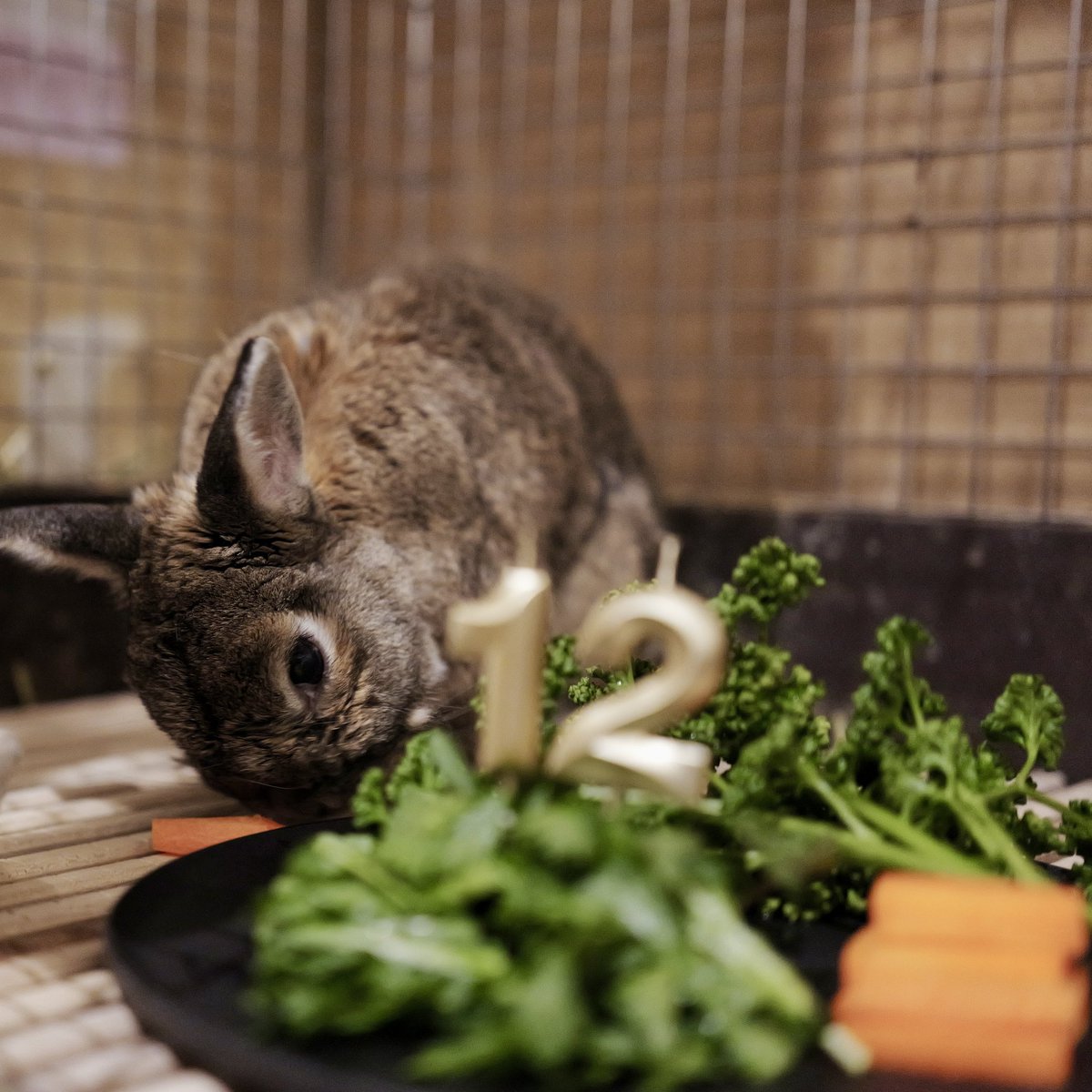 ウロコ✝️ウロフェーヴル tweet media