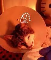 Grouchenka Nitsyne tweet media