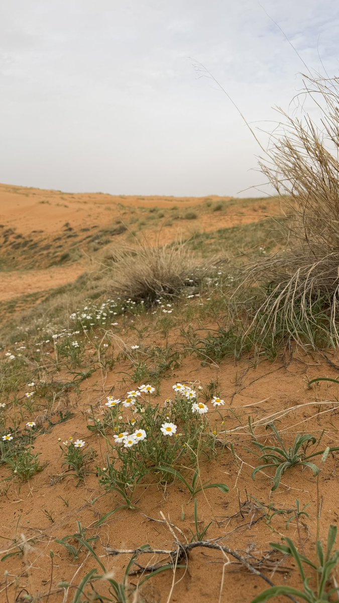 صالح السلماني tweet media