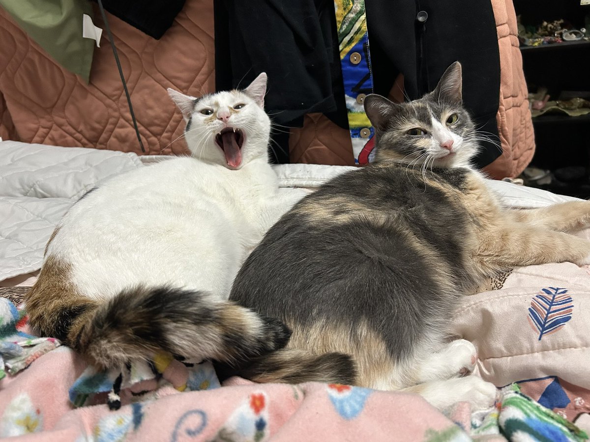 monkey & zoe ❤️ oreo 🌈 tweet media