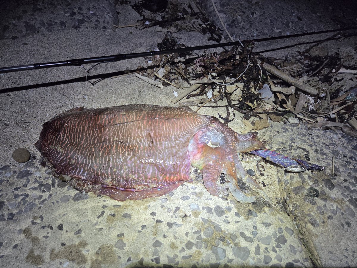 仕事終わりエギング🦑
今夜もコウイカさん釣れました😄
1.8kg😆釣れるとメッチャ嬉しい。
エギはエギ王パープルケイムラ3.5号。