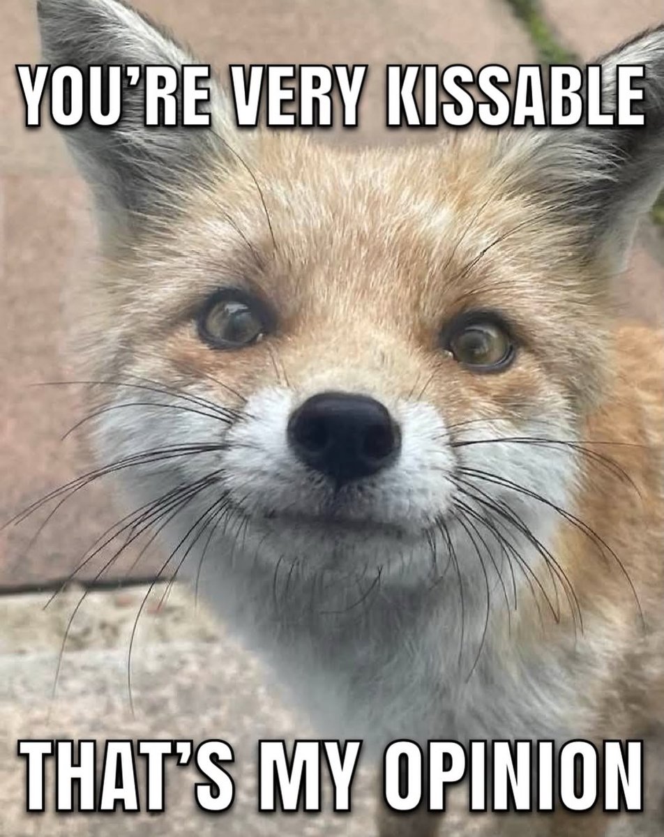 🦊 tweet media