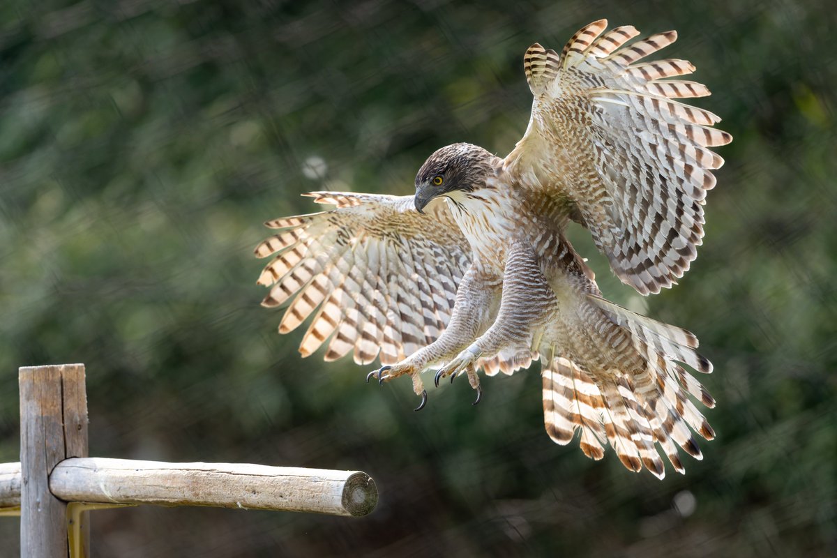 多摩動物公園の猛禽舎はすばらしいです
