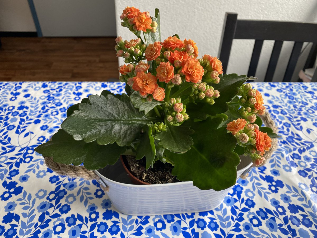 Gerrie de Vegt tweet media