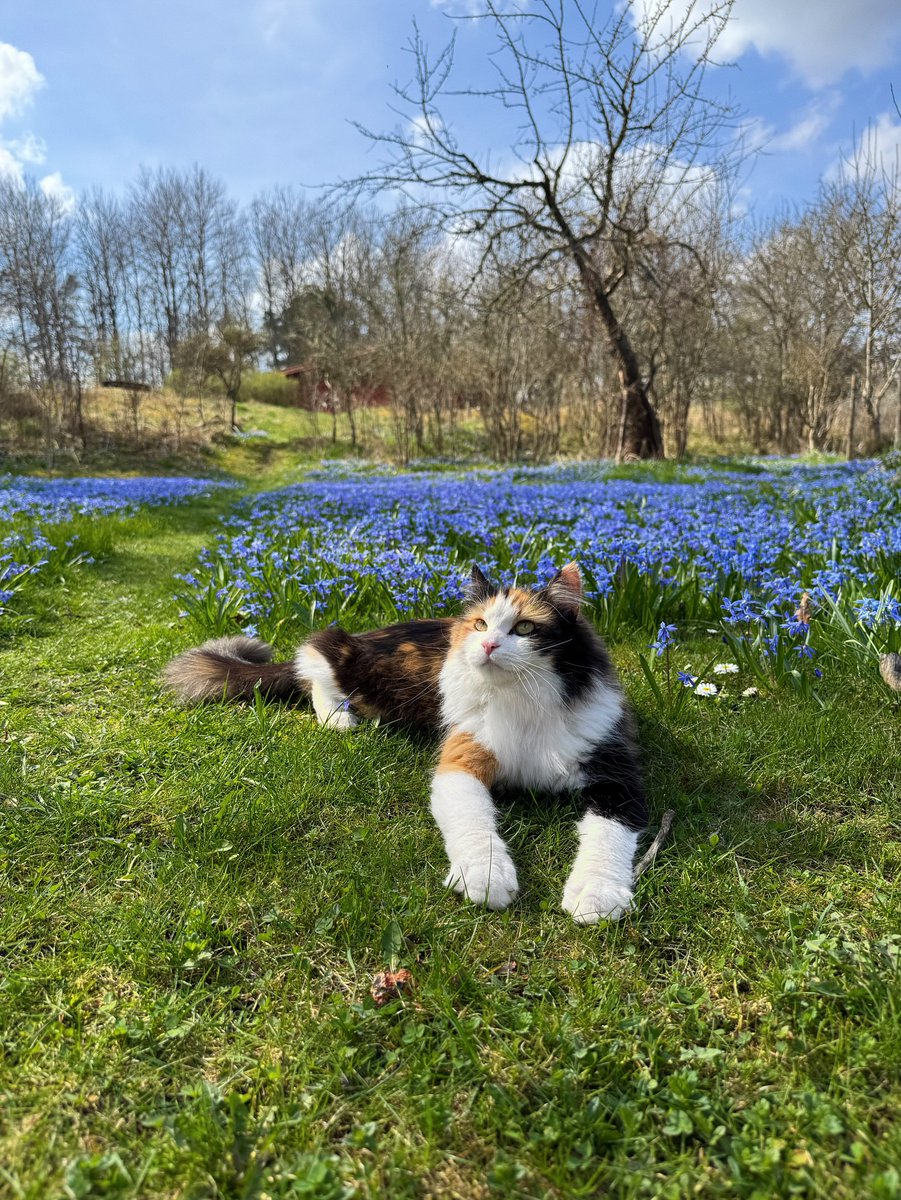 Purely Green tweet media