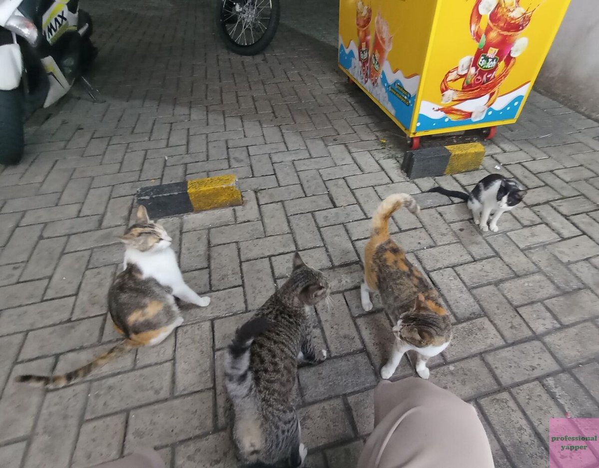 YAPPINGFESS tweet media