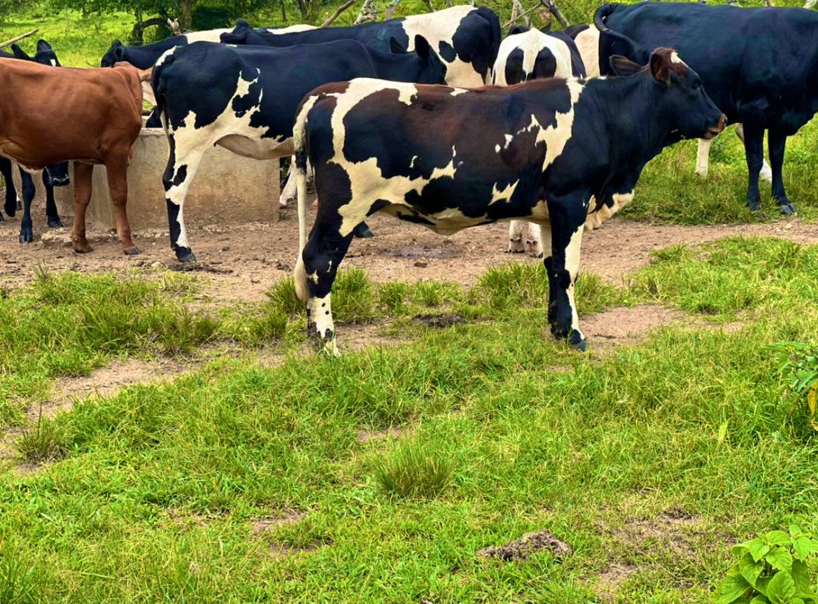 Blessing Kivuna tweet media