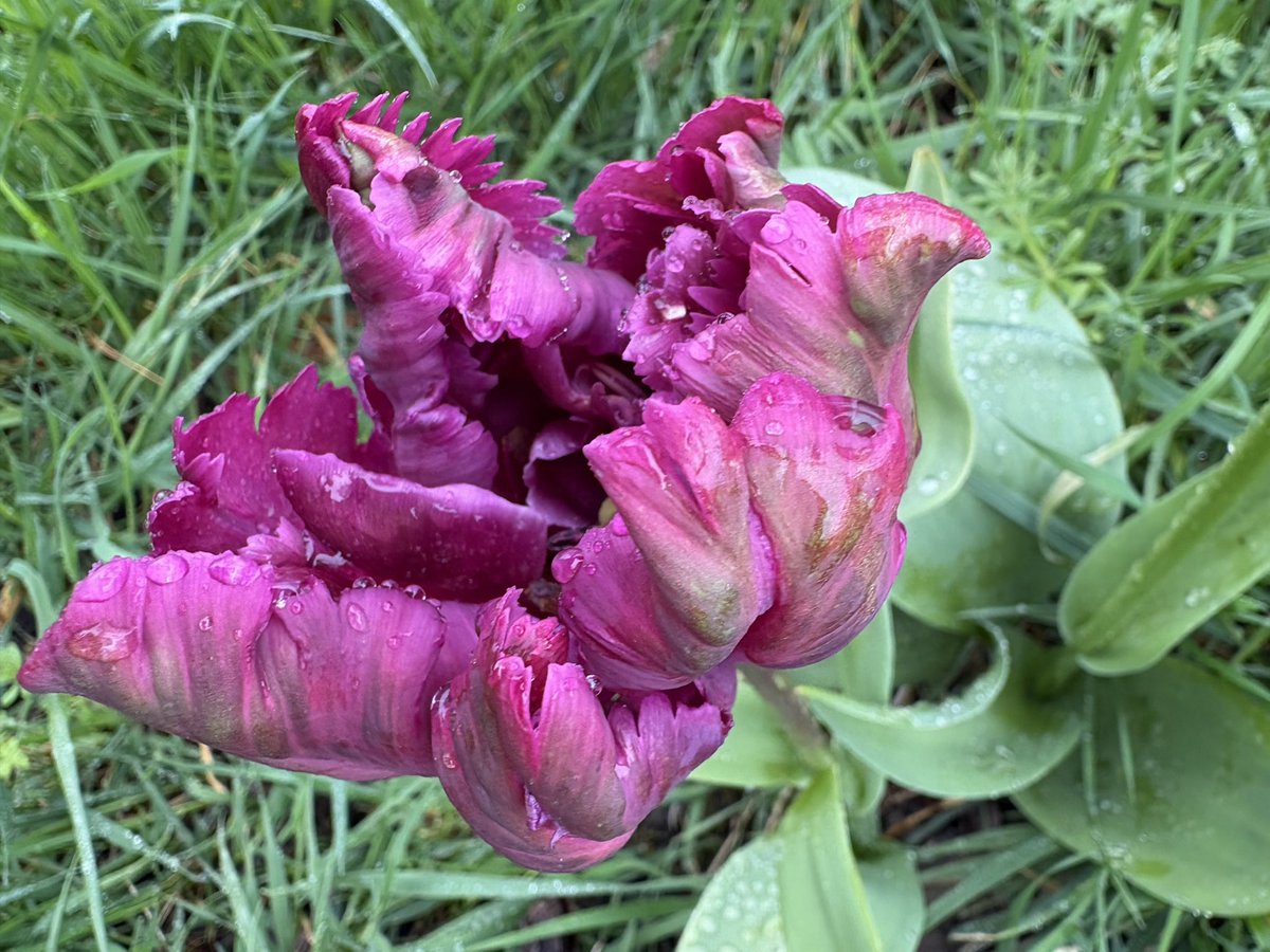 Jane Solomons tweet media