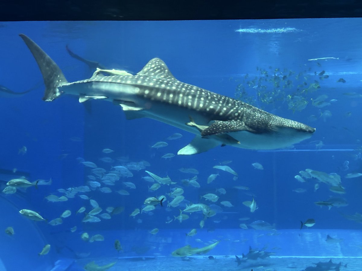 ななちりも tweet media